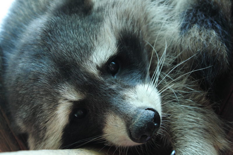 Il CRAS di Bernezzo, dove si recuperano gli animali selvatici