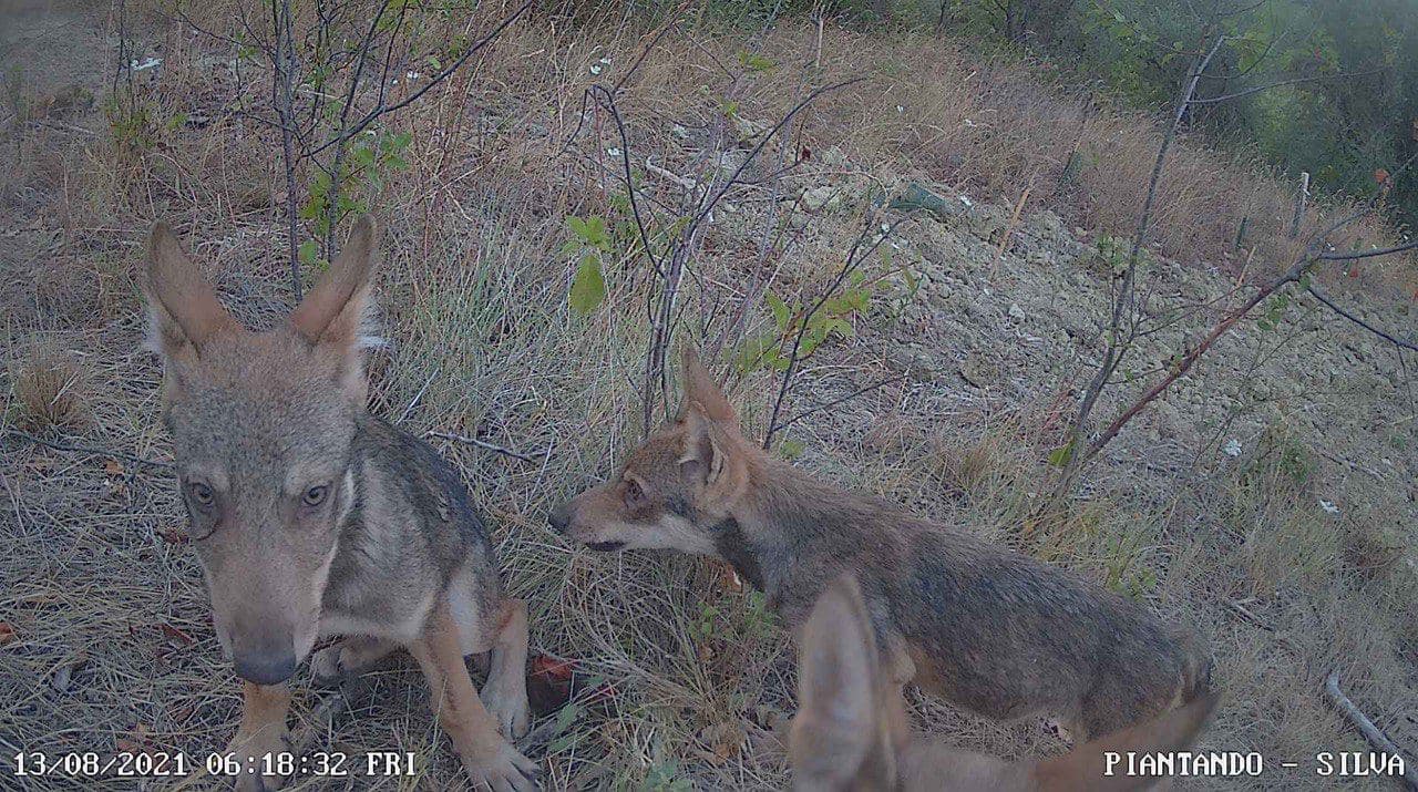 Branco di lupi avvistati nella riserva naturale di Piantando