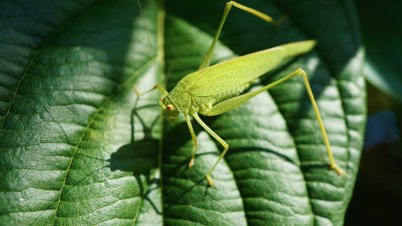 La perdita di biodiversità raccontata attraverso i poster