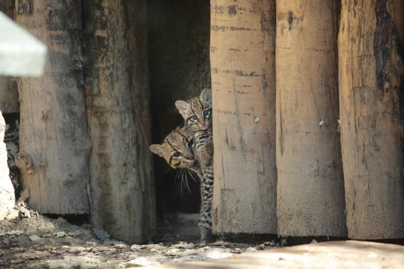 Keyra piccola ocelot, fiocco rosa al Parco Natura Viva