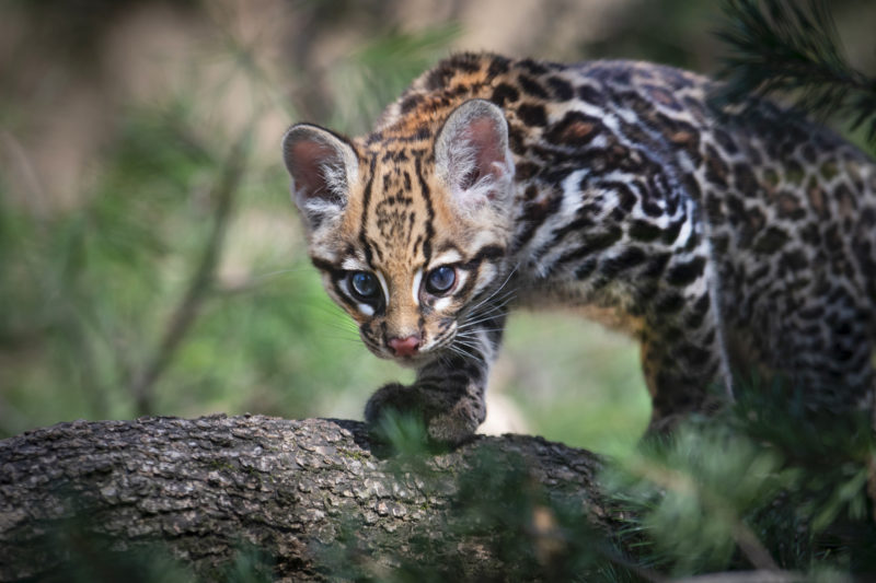 Keyra piccola ocelot, fiocco rosa al Parco Natura Viva