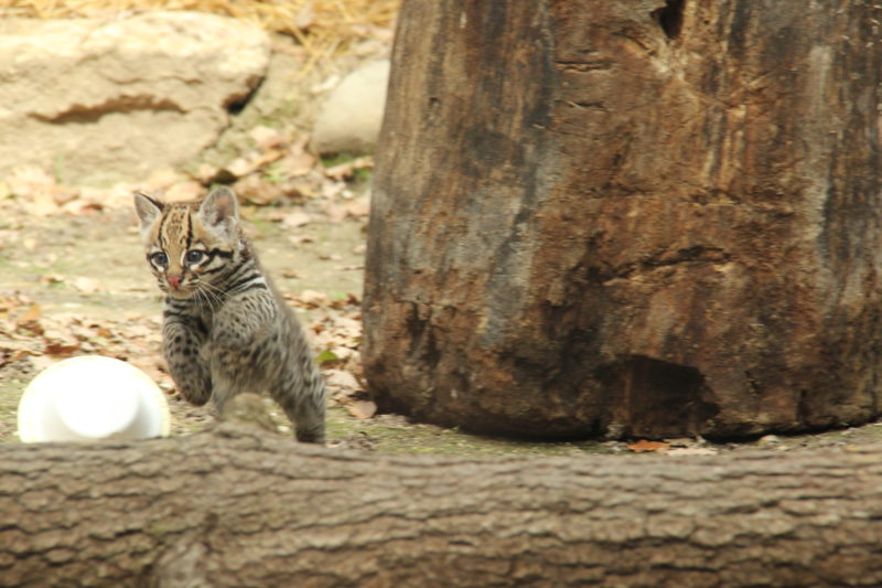 Keyra piccola ocelot, fiocco rosa al Parco Natura Viva