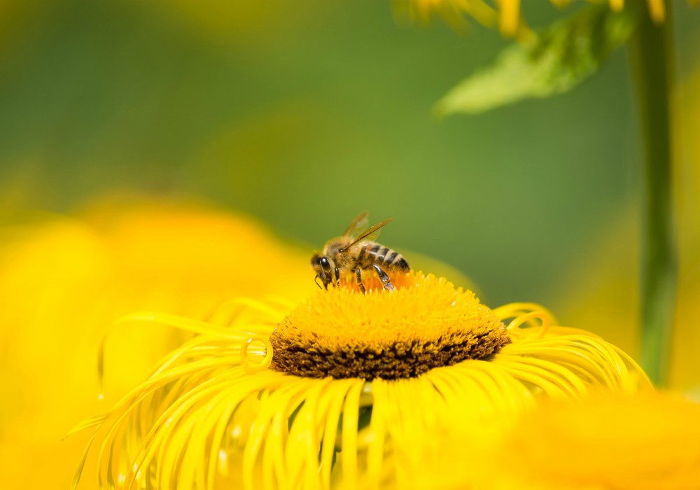 Domani 25 settembre torna Fridays for future, Legambiente lancia l’appello per salvare le api