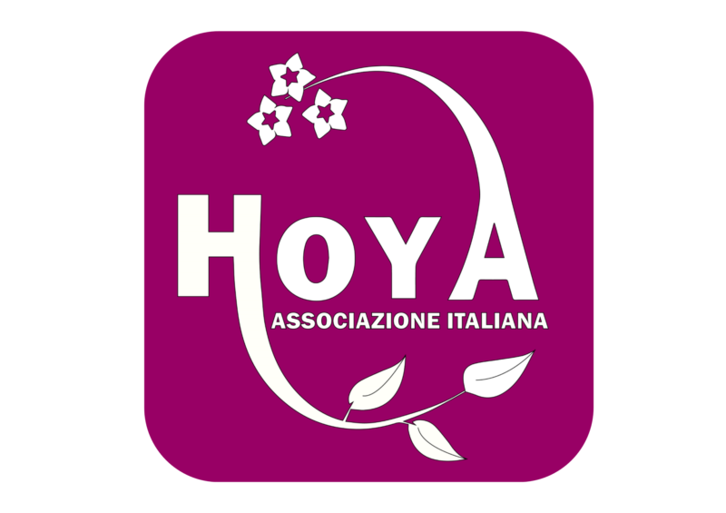 Associazione Italiana Hoya, passione vera