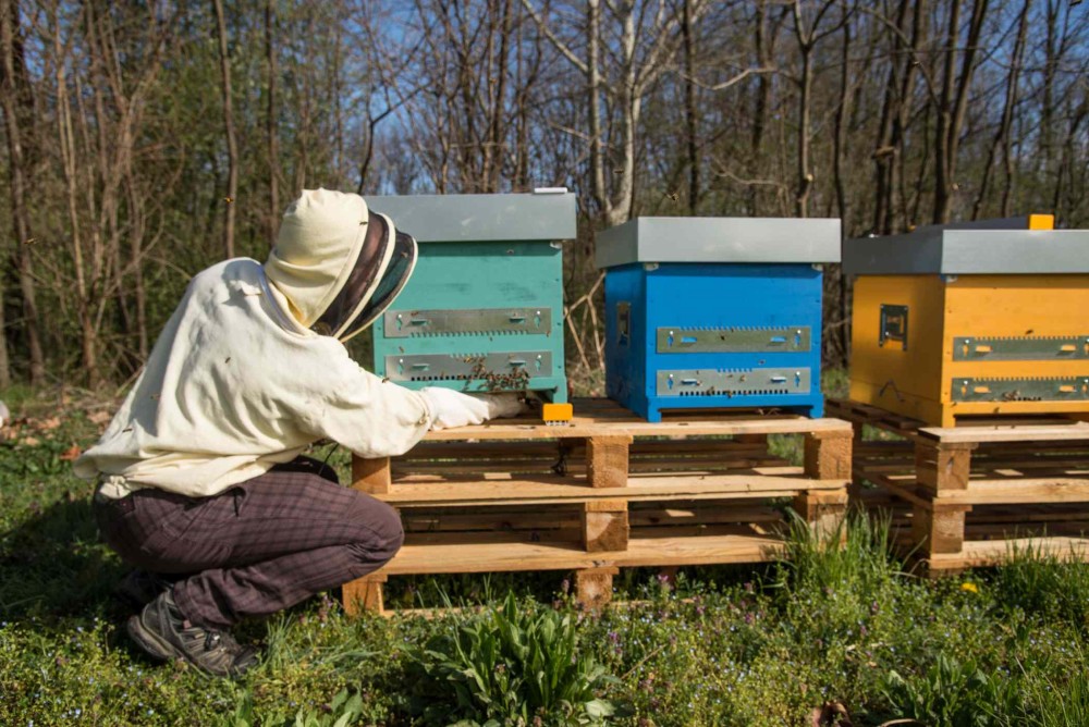 Oasi della Biodiversità 3Bee, centomila alberi per dare nettare alle api