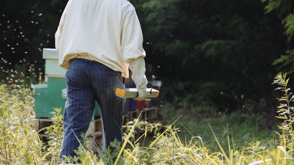 Oasi della Biodiversità 3Bee, centomila alberi per dare nettare alle api