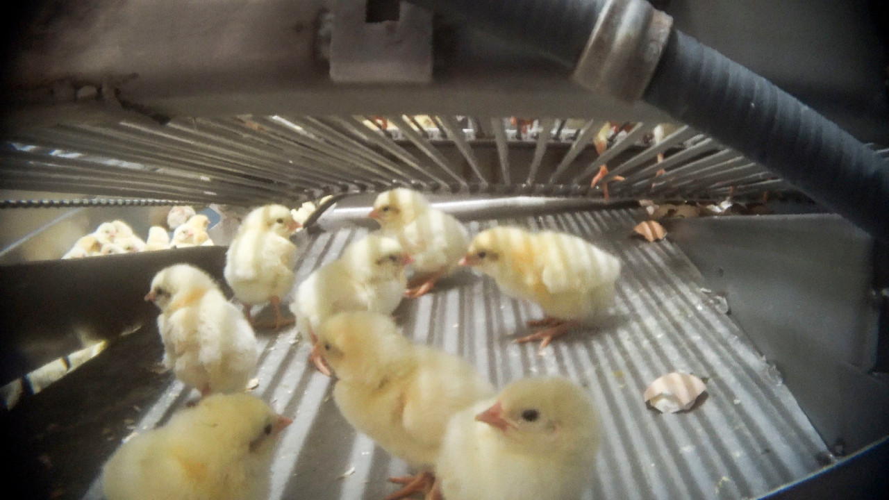 Industria delle uova, stop abbattimento pulcini maschi entro il 2026