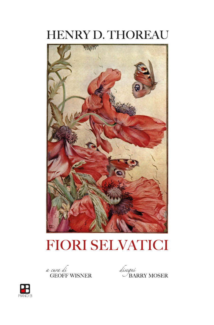 Fiori selvatici, l'insostituibile piacere della botanica