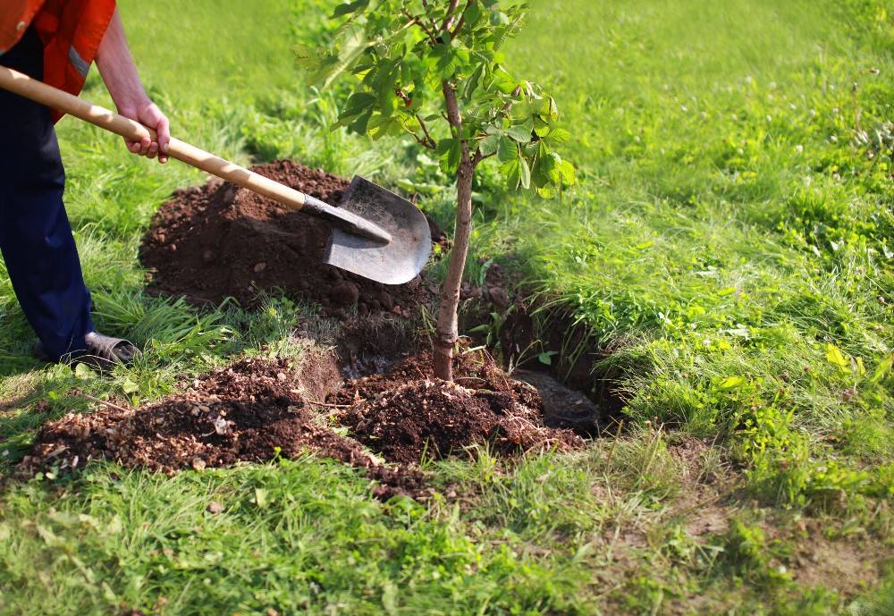 Adotta un albero nettarifero