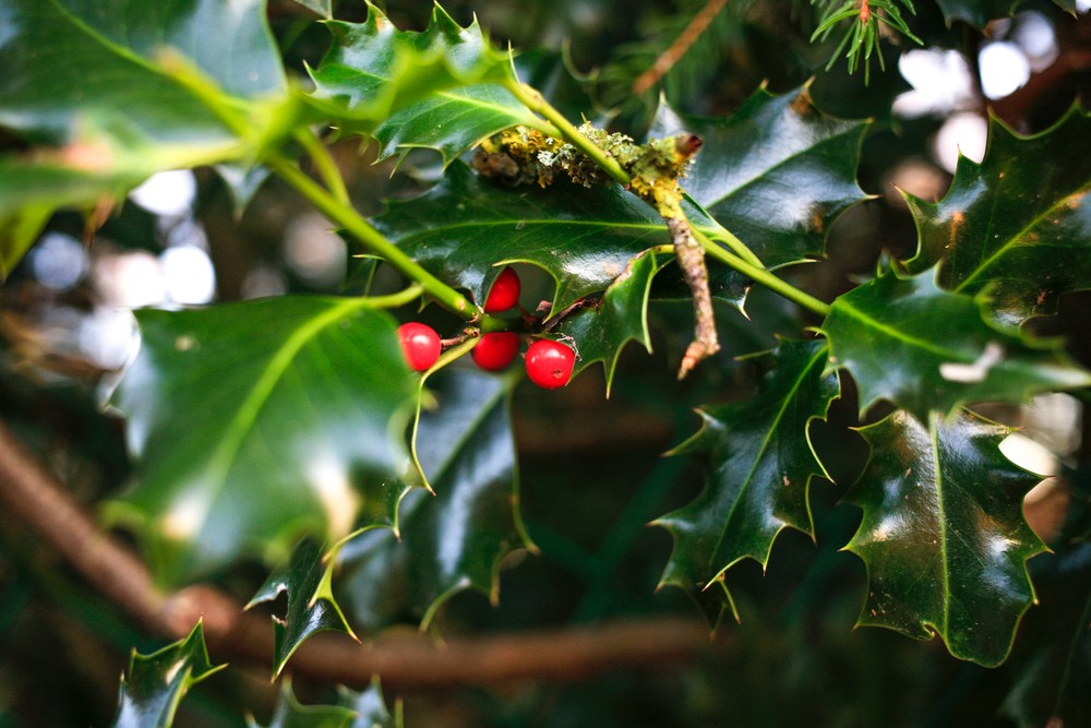 Agrifoglio, le origini del magico e perenne simbolo del Natale