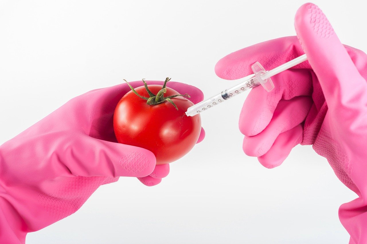 Aprire agli OGM? In Italia, dopo vent’anni, potrebbe succedere