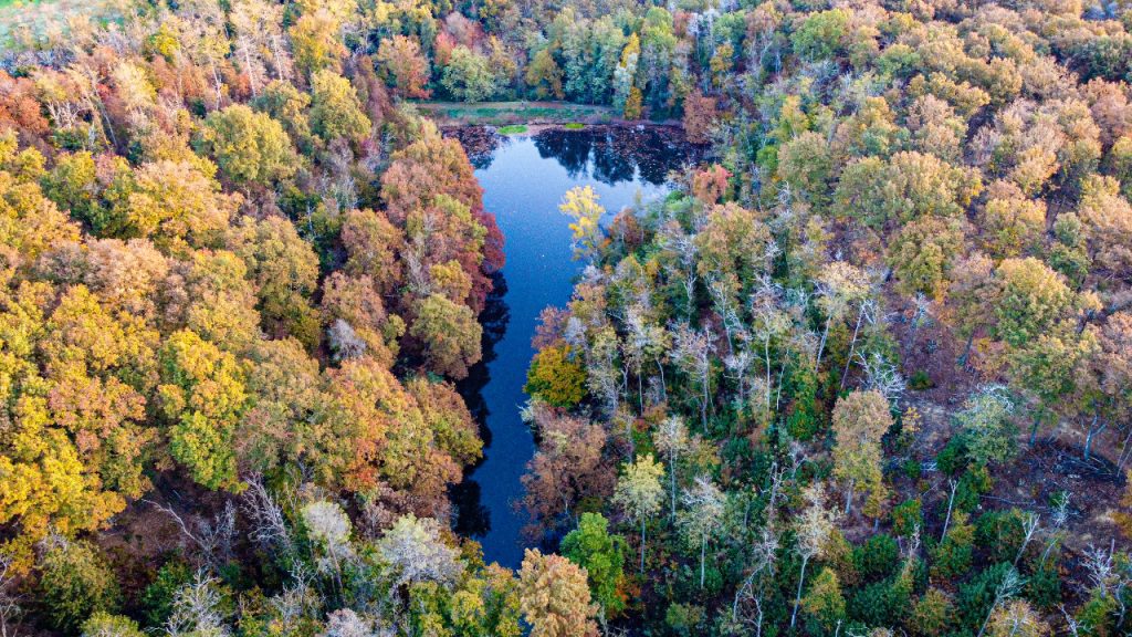 Foliage d'autunno, 5 boschi per scoprire tutta la bellezza degli alberi