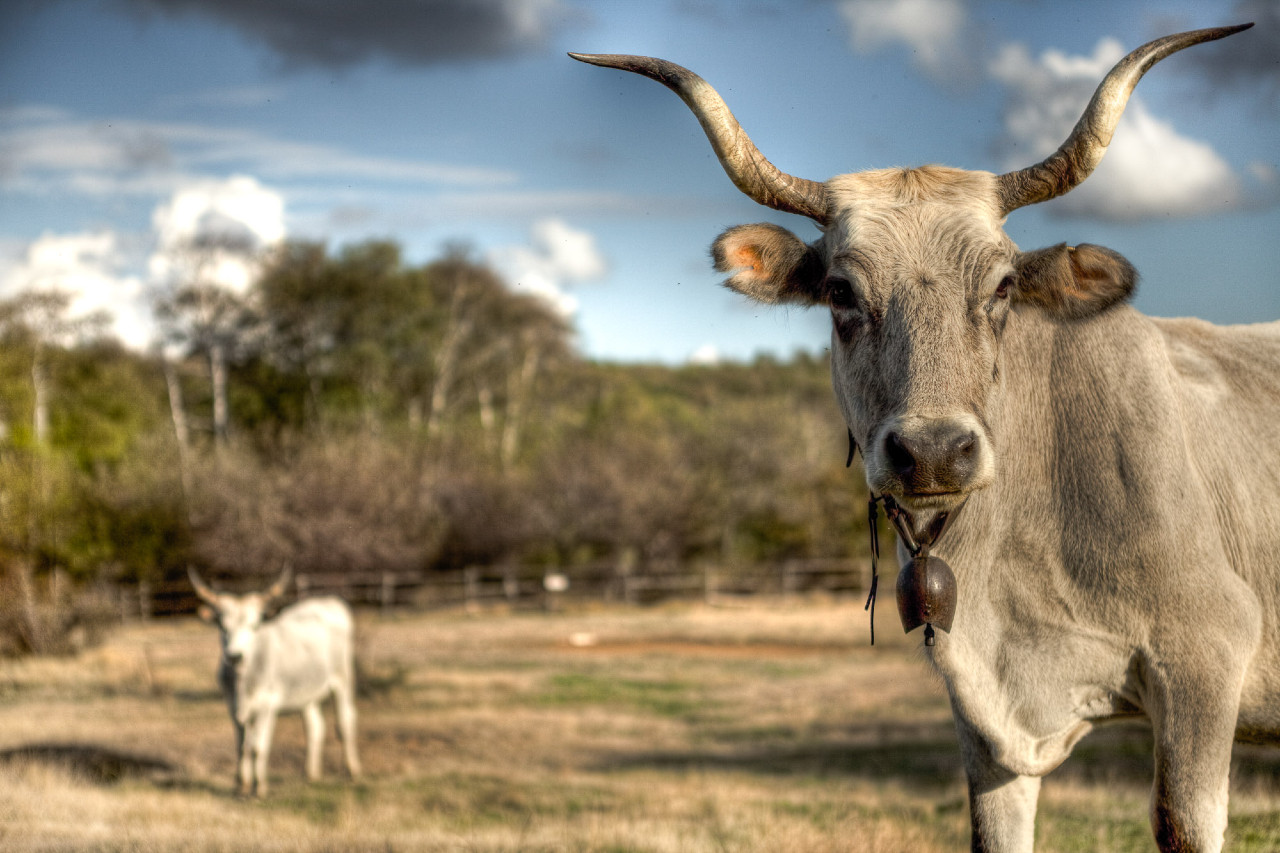 La Tuscia, alla riscoperta di un territorio tra biodiversità e tradizioni