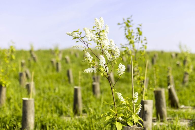 Campagna Mosaico Verde, superato obiettivo messa a dimora 300.000 alberi