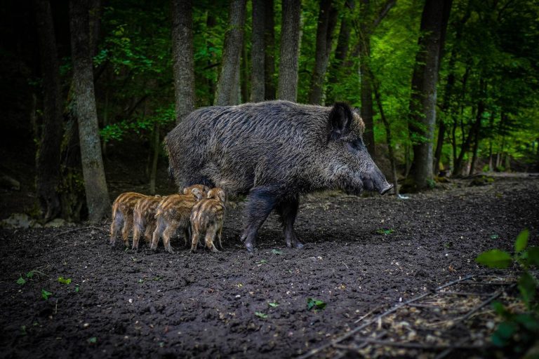 Cinghiali: cosa mangiano, quanto pesano e come fotografarli per controllarli