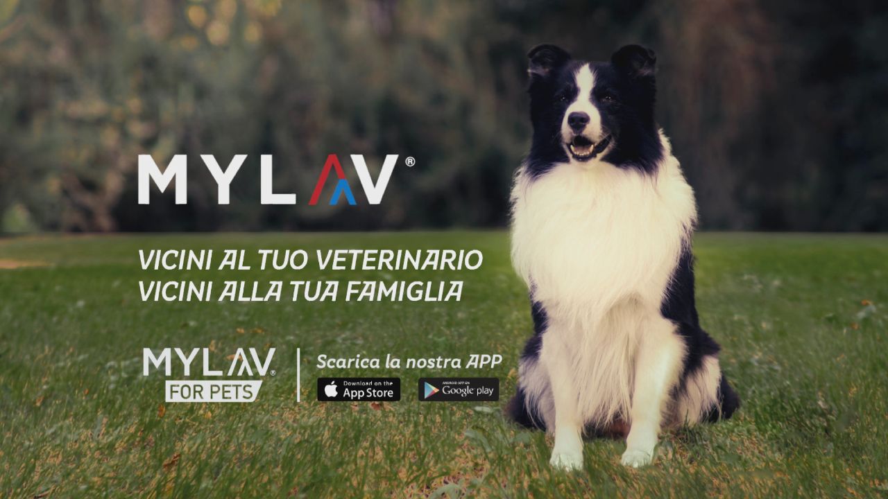 “Vicini al tuo veterinario, vicini alla tua famiglia”, l’importanza della prevenzione