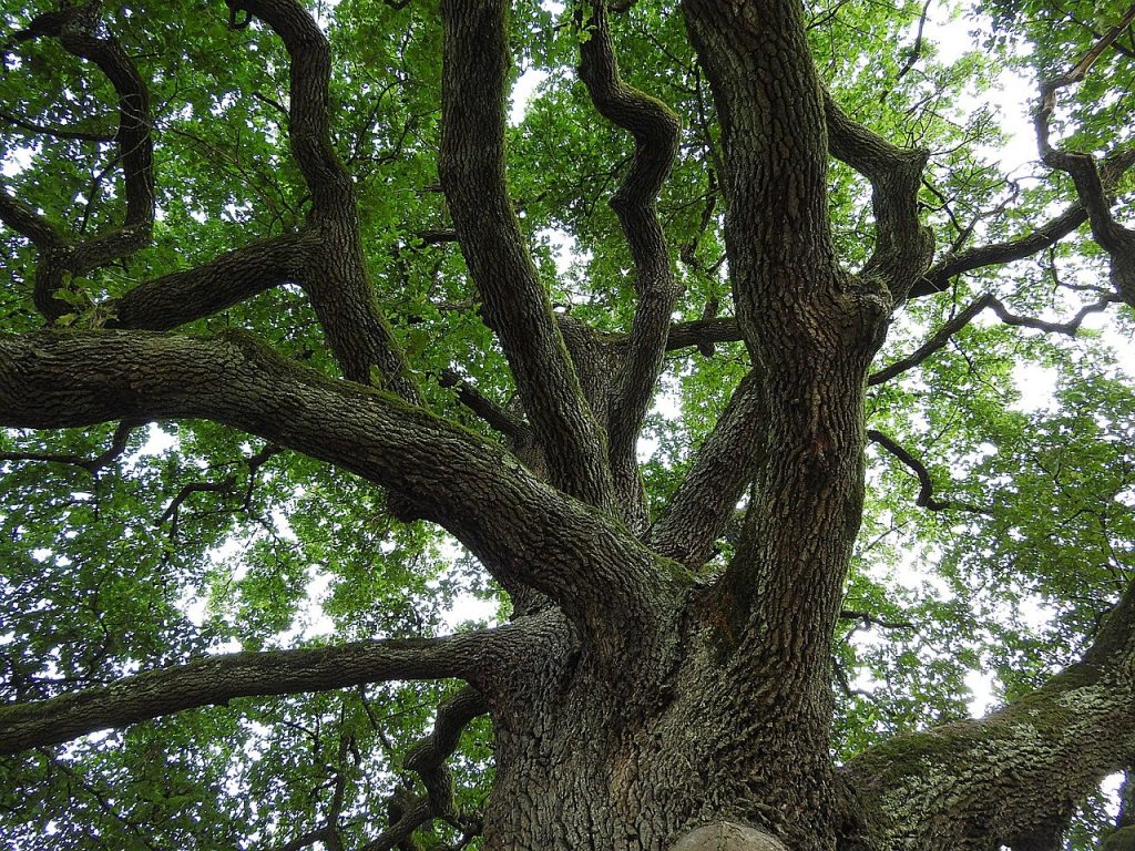Demetra, in Aspromonte scoperto l’albero di quercia più antico del mondo