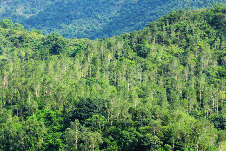 Rete Clima, lo studio: saranno le foreste a salvare il pianeta