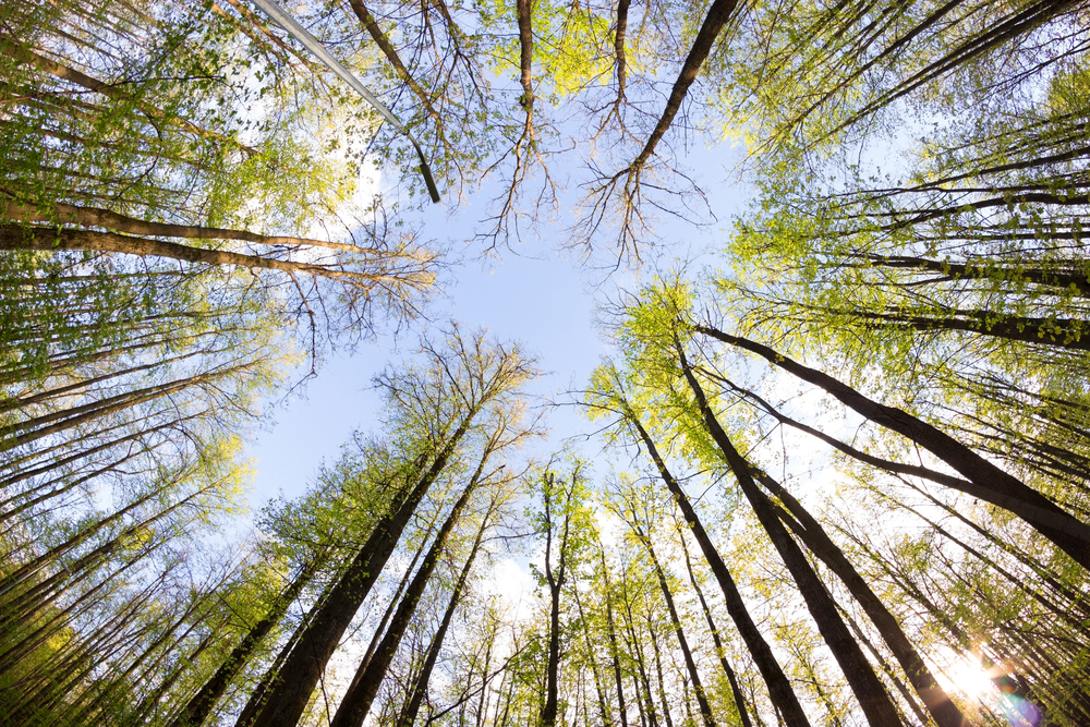 Progetto Ossigeno: più alberi nel Lazio per un'aria più pulita