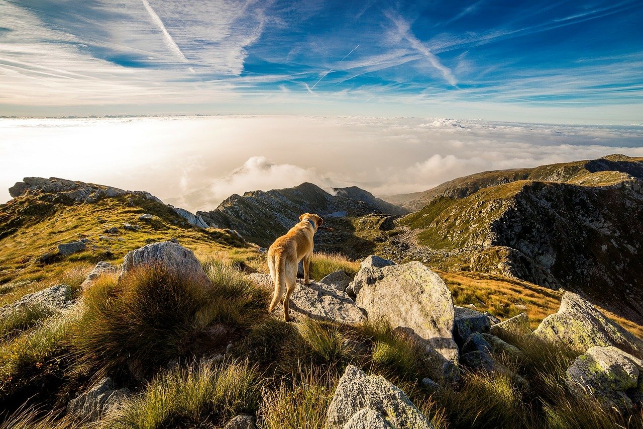 Dog trekking, escursioni in natura con i nostri amici a quattro zampe