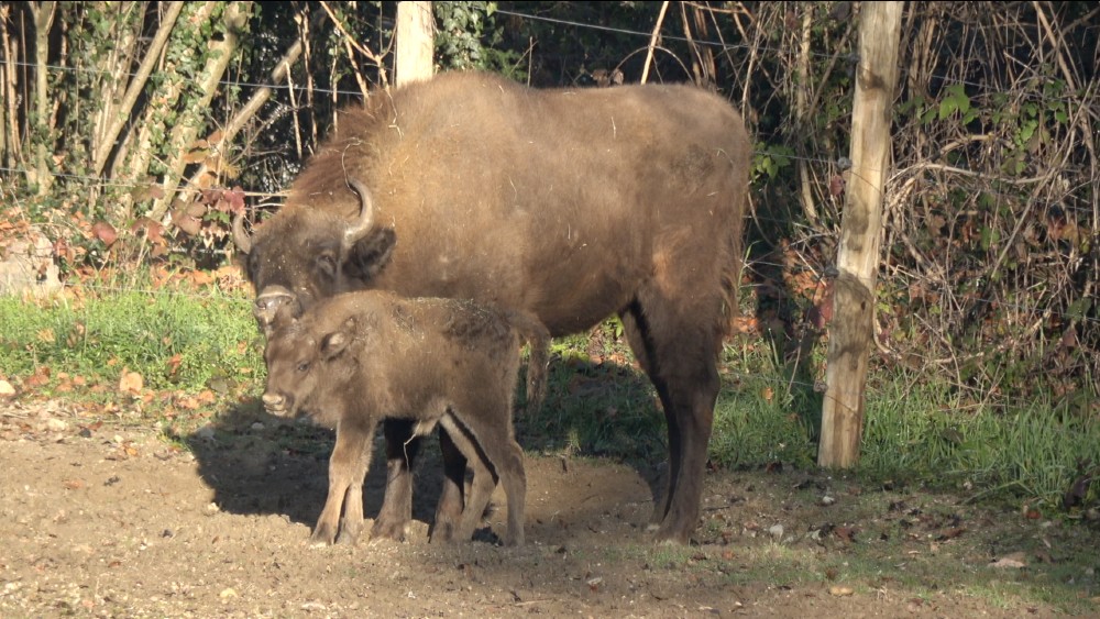 È nato il bisontino Eracle, fiocco azzurro sotto l’albero del Parco Natura Viva