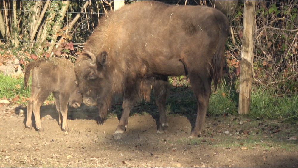 È nato il bisontino Eracle, fiocco azzurro sotto l’albero del Parco Natura Viva