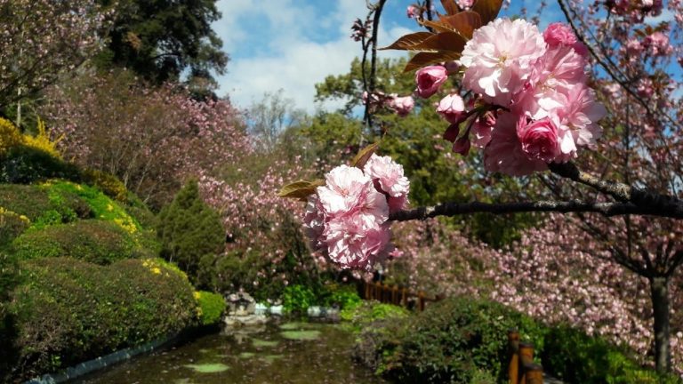 Era di Maggio 2022, la festa della primavera torna all’Orto Botanico di Roma