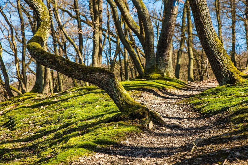 Festival Cinematografico delle Foreste 2019, i Premi