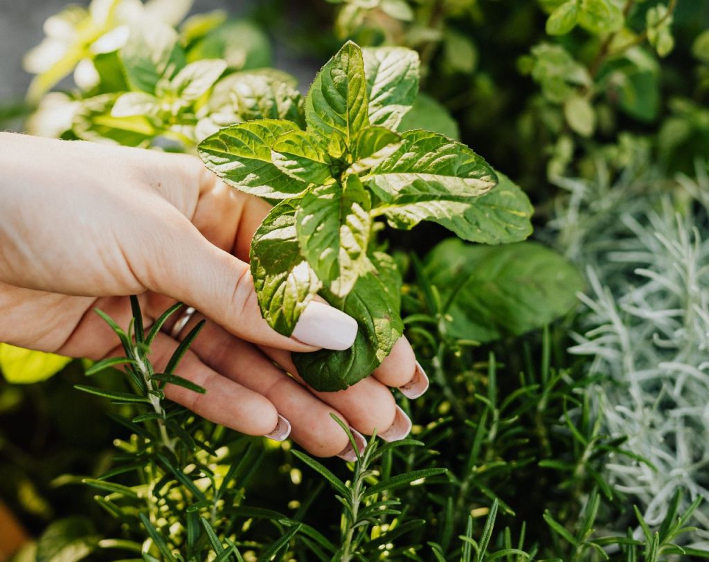 Il Giardino dei Semplici, un’oasi verde tra studio e benessere al Policlinico Gemelli di Roma