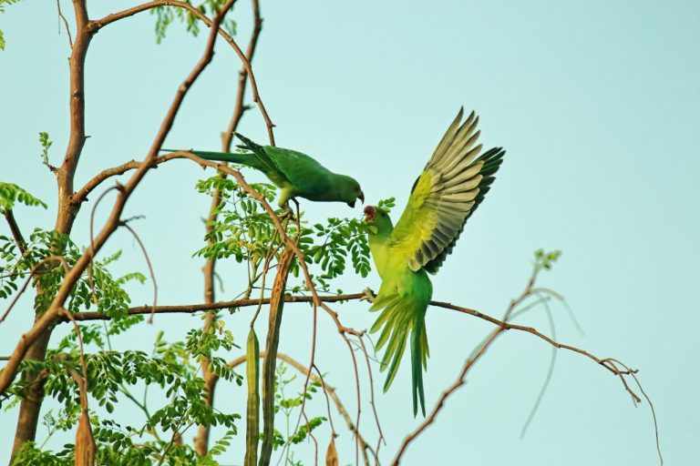 Foto-di-Aashutosh-Sharma-da-Pexels