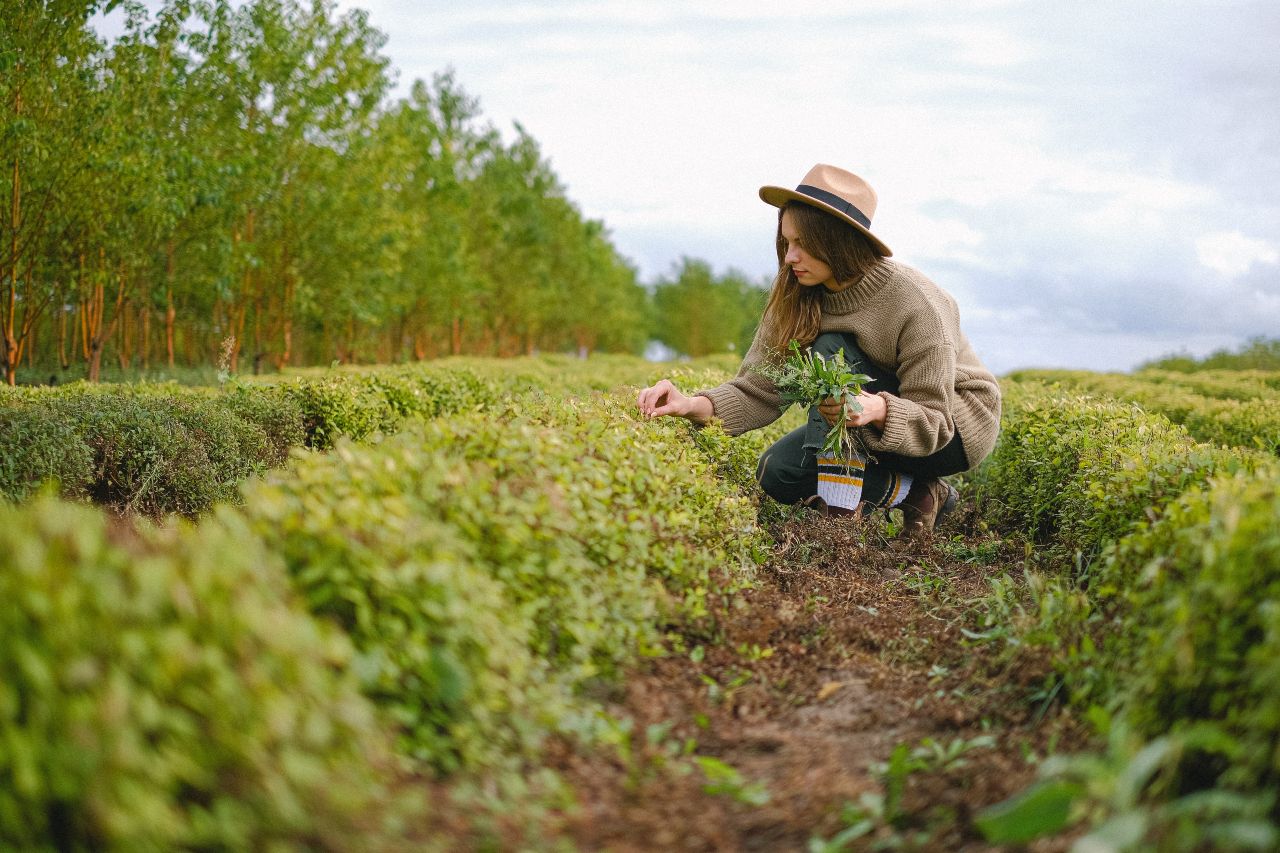 Agricoltura biologica, cresce in Italia la superficie coltivata