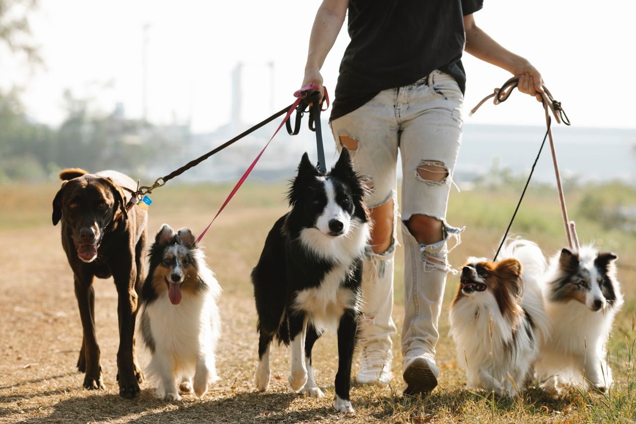 Pericolo zecche in Italia, come proteggere i nostri cani soprattutto in campagna