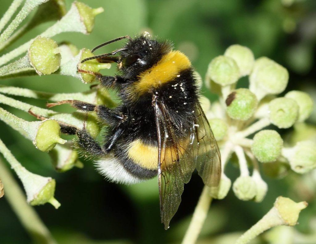 Stress termico sulle api, garantire l'accesso a risorse di alta qualità potrebbe ridurne gli impatti