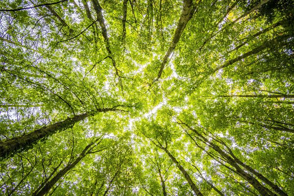 Legambiente e La Festa dell’Albero, piantarne tanti per far respirare il pianeta 