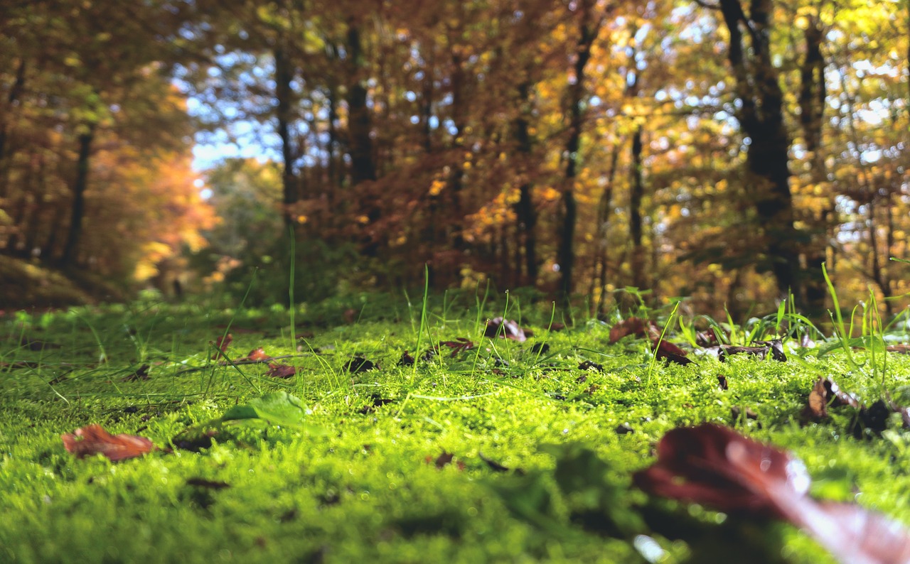 CREA presenta il “Report Progetti forestali di sostenibilità 2020”