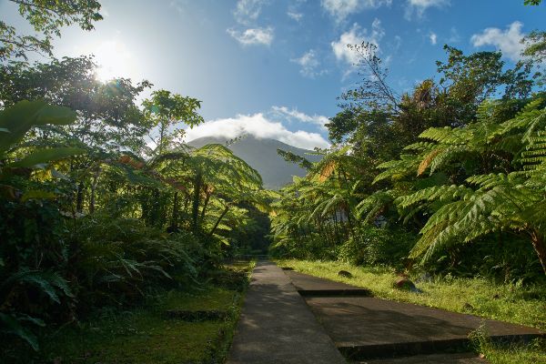 Deesup lancia Forest Month 2021, novembre a salvaguardia della foresta amazzonica