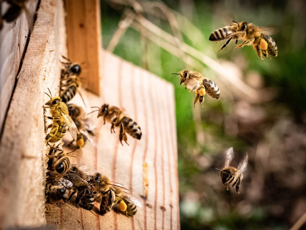 #ImpolliniAMO, per San Valentino adotta e regala un alveare o un albero nettarifero  