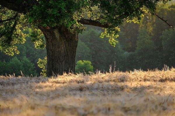 Legambiente e La Festa dell’Albero, piantarne tanti per far respirare il pianeta 