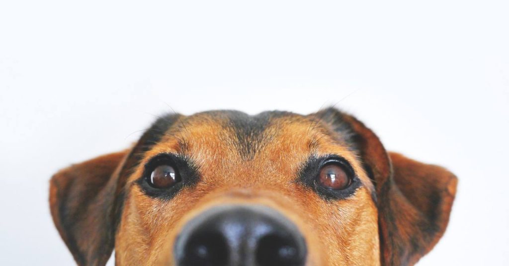 Nuovo coronavirus, i cani addestrati per riconoscere i positivi