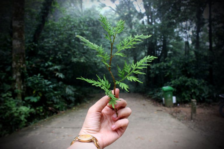 Gli italiani e la transizione ecologica, consapevoli dei benefici per il clima e lo sviluppo