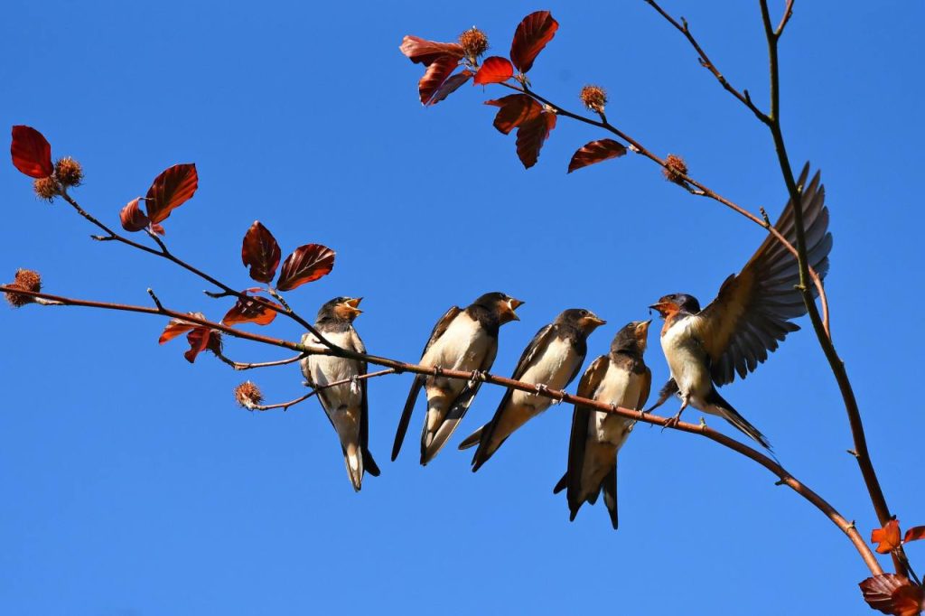 È primavera, le rondini sono di ritorno, ma troveranno i loro nidi?