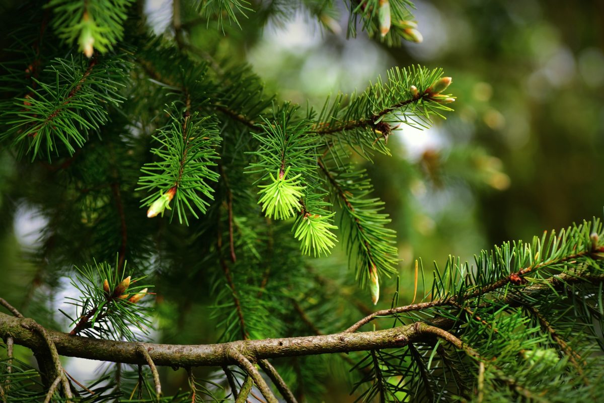 Concentrazione di oli essenziali nell’aria forestale: come varia e come prevederla per il nostro benessere