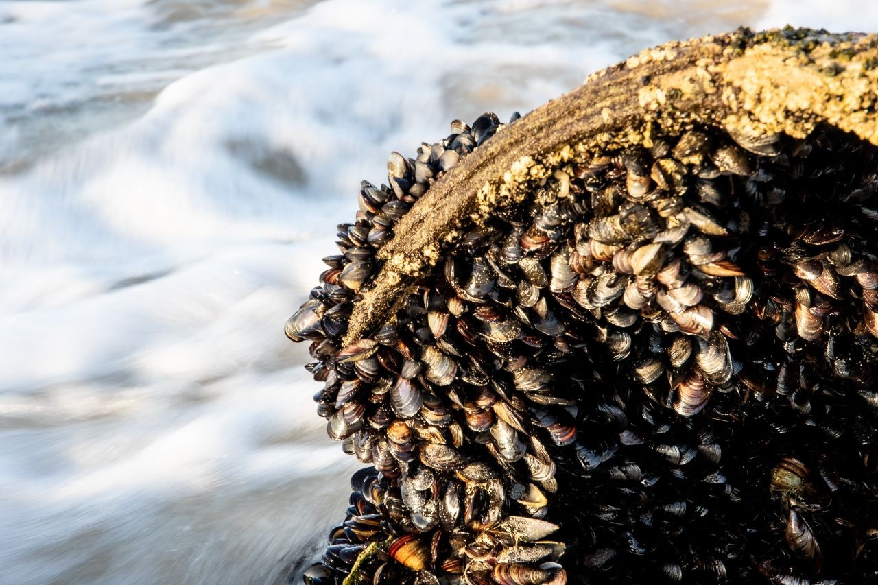 Oggetti di ecodesign da ciò che resta in mare dell’allevamento delle cozze