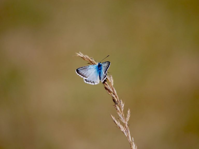 Biodiversità in Europa, la Commissione Europea adotta il “Pacchetto Natura”