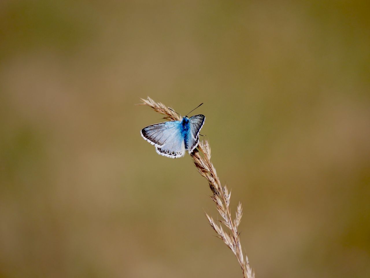 Biodiversità in Europa, la Commissione Europea adotta il “Pacchetto Natura”