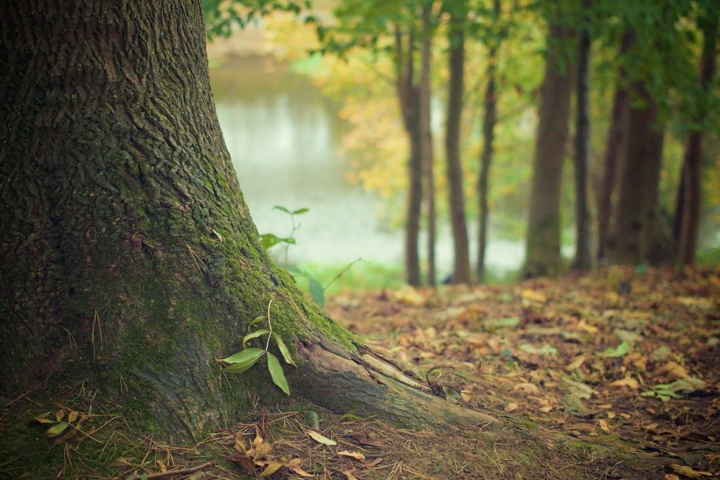 Il Fondo Forestale Italiano ed un bosco che chiede il nostro aiuto