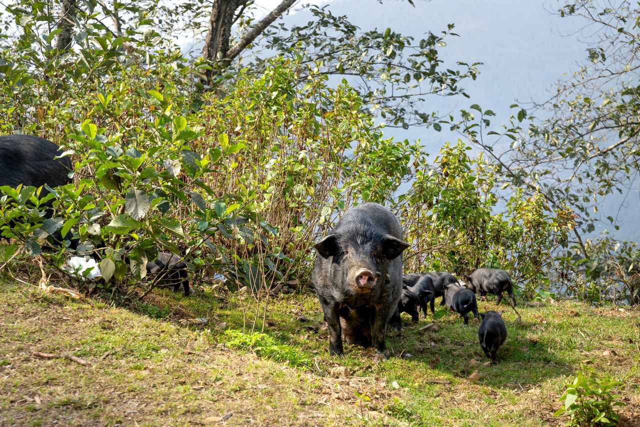 Caccia e fauna selvatica, le associazioni contro la Commissione Agricoltura