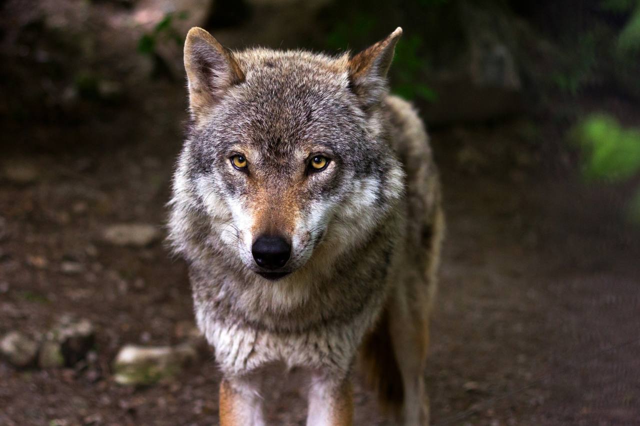 I lupi mangiano i mirtilli per nutrire i loro cuccioli. Dal Minnesota la scoperta degli studiosi