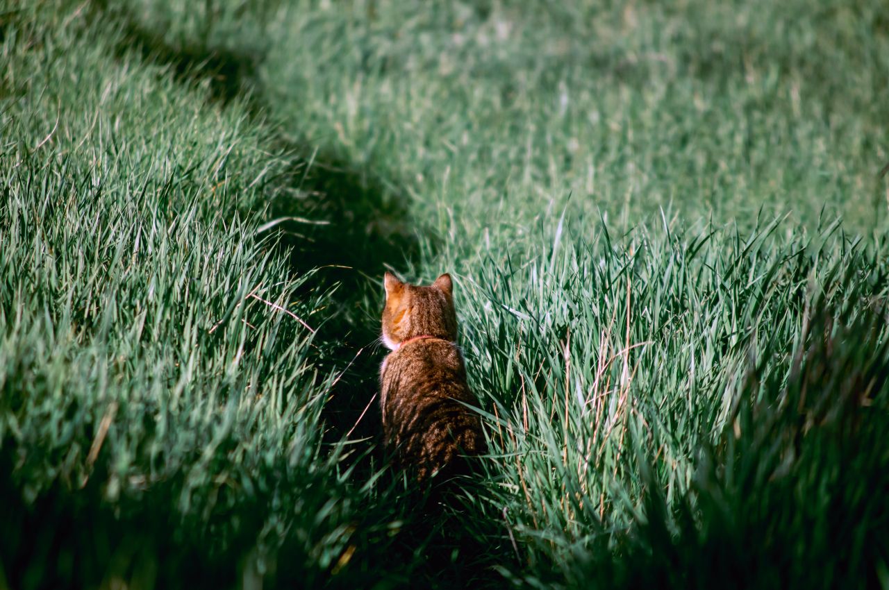 Dall’erba gatta un insetticida naturale che rispetta l’ambiente