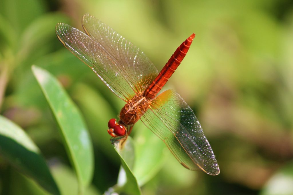 Il rapporto ISPRA sulla biodiversità in Italia, l’urgenza di un maggiore impegno